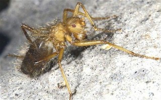 Mormotomyia Hirsuta.jpg